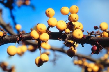 Beehive Buzz: Will the Manuka Plant Grow in Louisiana?