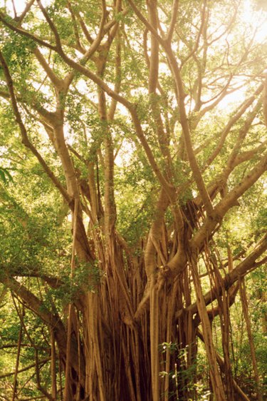 Banyan