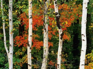 Why Rose Bush Leaves Turn Red