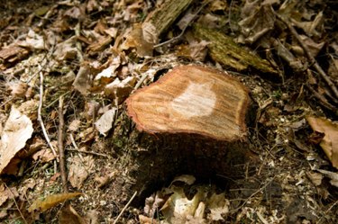 How to Drill a Tree Stump