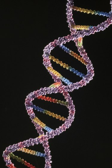 Constructing a DNA Model