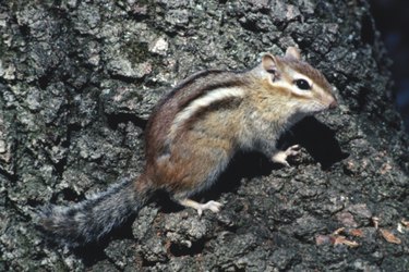 chipmunk