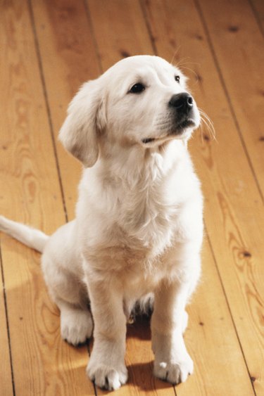 Dog pee outlet hardwood floor clean