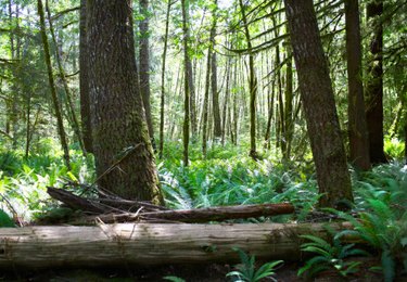 How to Make a Rain Forest Diorama, eHow