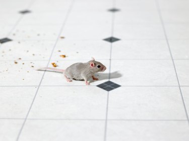 Effective Ways to Kill Mice Using Green Pellets