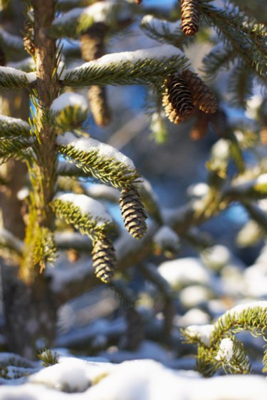 female pine cones