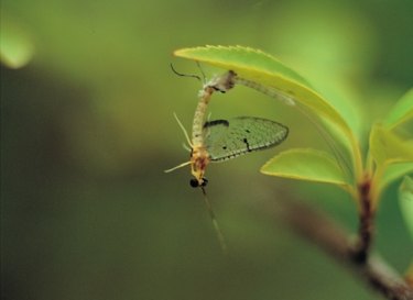 Will Moth Balls Keep Cats Away? Facts & FAQ - Catster