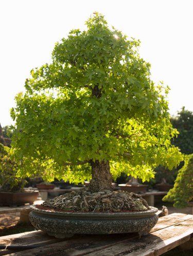 calamansi tree