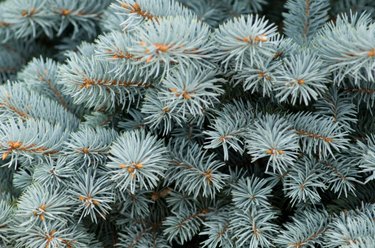 dwarf blue spruce tree varieties