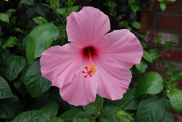 Are tropical hibiscus poisonous best sale to dogs