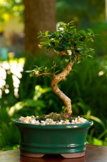 Bonsai Starter Kit - DIY Bonsai Gardening Gift - Garden Hobbies