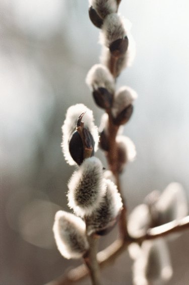 Closeup image of catkins on a puss willow stem