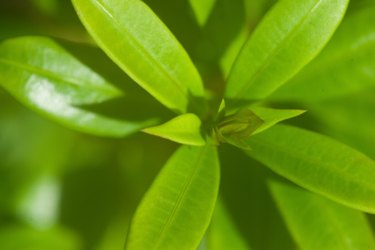 Plants With Waxy Leaves