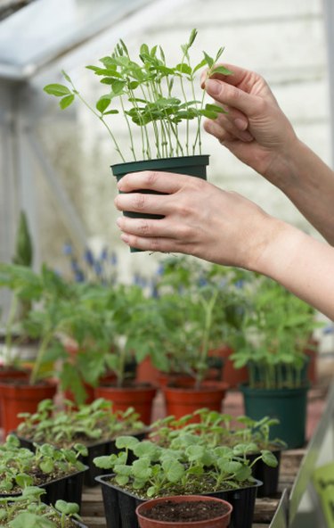 How to Prepare Plants to Bring Indoors  