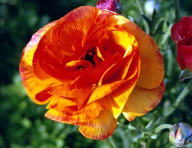 How to Grow Tulips in Southern California