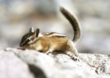 How to Trap a Chipmunk