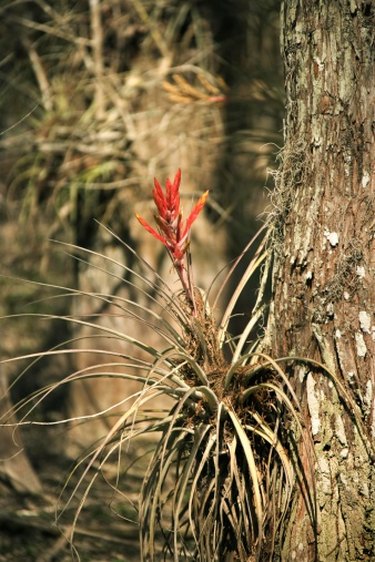 Tillandsia usneoides (Spanish Moss) - World of Flowering Plants