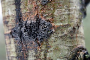 Christmas Tree Sap & How to Remove Sticky Holiday Gunk