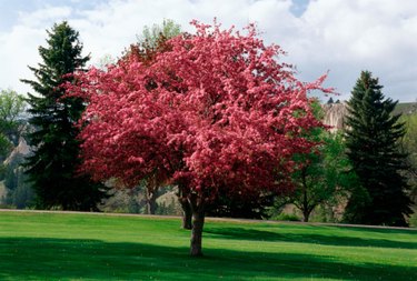 The Best Soil for Colorado Blue Spruce Trees