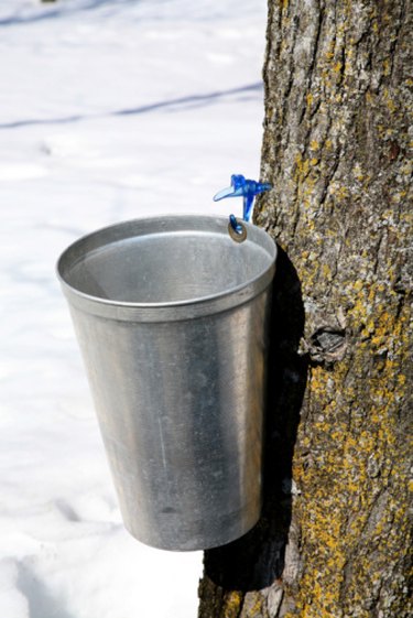 maple tree sap