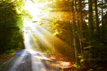 rays of sunlight through trees