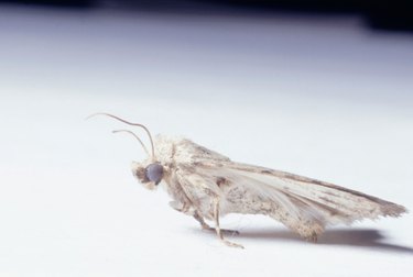 The Scientific Reason Why Cedar Keeps Moths Away From Old Clothes