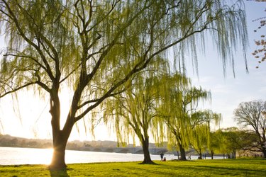 Willow tree symbolism and significance - Better Place Forests