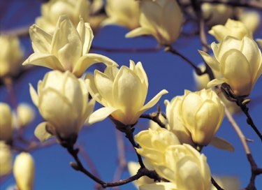 Little Gem Magnolia Problems | eHow