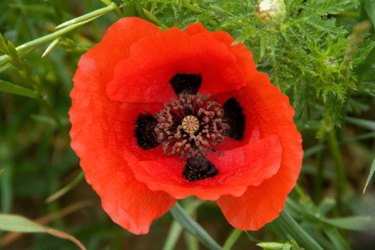 How to Grow Poppies From Seed in Zone 7 | eHow