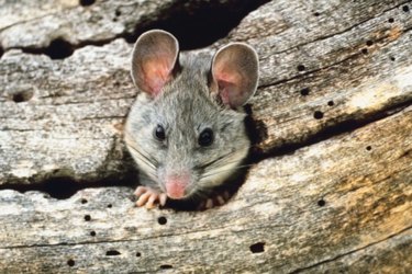 How To Get Rid Of Mice In Attic With Blown-in Insulation