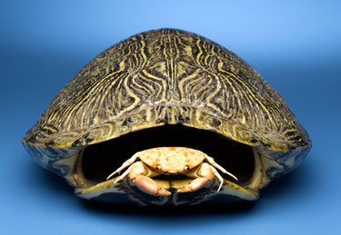 How to Make Turtle Shell Rattles | ehow