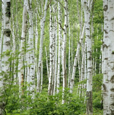 DIY Paper Birch Trees