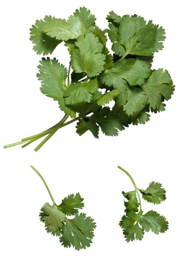 coriander vs parsley