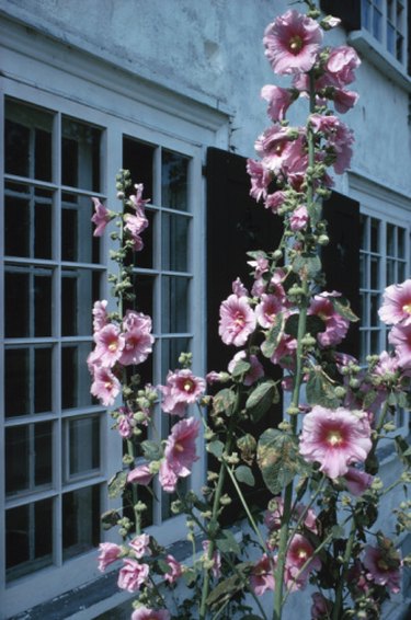 Image of Hollyhocks plant for shade