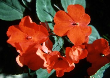 Red Impatiens