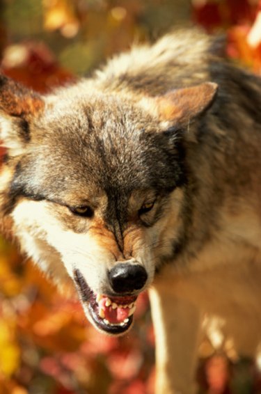 realistic werewolf fangs