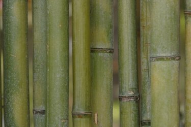 Bamboo Sticks 