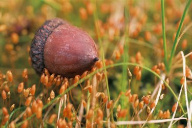 Acorns dropping more: Oak, hickory, walnut trees have mast year