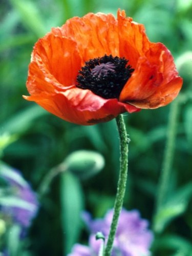 poppy flower