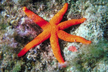 How to Preserve a Starfish for a Decoration: 11 Steps