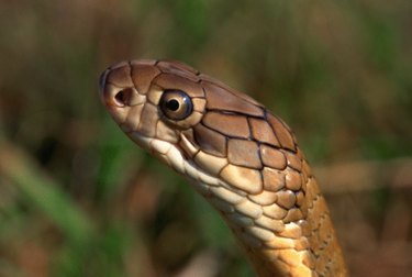 Tricks for Identifying Snakes