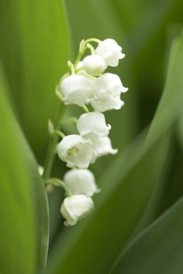 Repair Service – Lily of the Valley