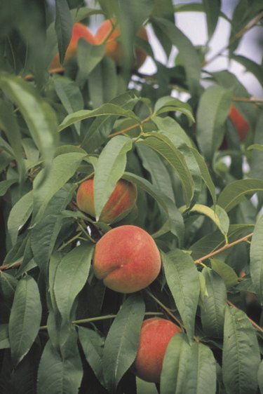 Peach and Dark Red ~ Transitioning from winter to Spring