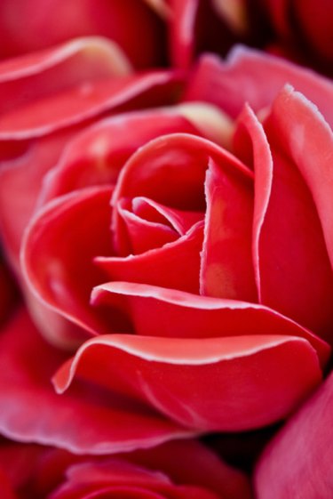 What are the Meanings of Different Colors of Roses