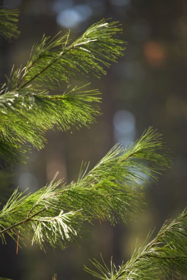 Ask Mr Burger – My Colorado Blue Spruce tree is all brown in the middleand  losing its needles; what is the problem?