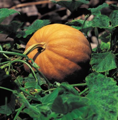 About pumpkins(off topic)