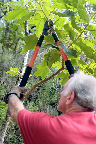 How to Prune a Weeping Willow