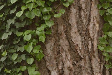 Nonflowering Climbing Vines