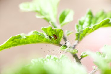 Red spider mite resting on her net