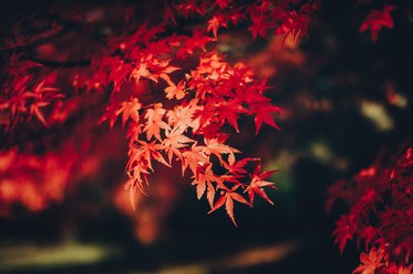 Red Japanese maple leaves in natural park
